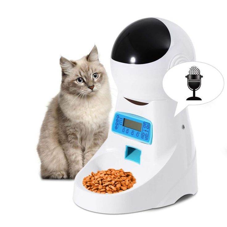 Обзор автоматических кормушек для кошки с таймером: как выбрать дозатор