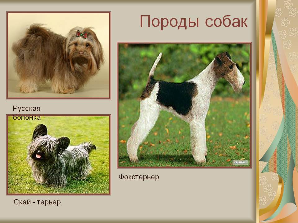 Породы маленьких пушистых собак с фото и кратким описанием