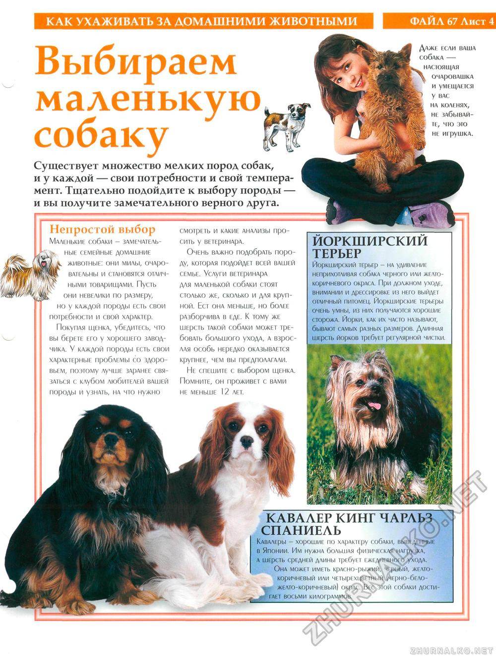 Мальтипу: описание гибридной породы собак, советы по уходу и содержанию - kotiko.ru