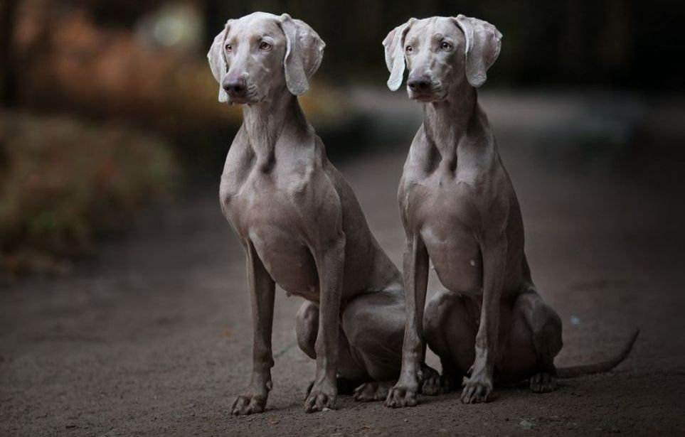 Веймаранер: история происхождения породы и характер собаки