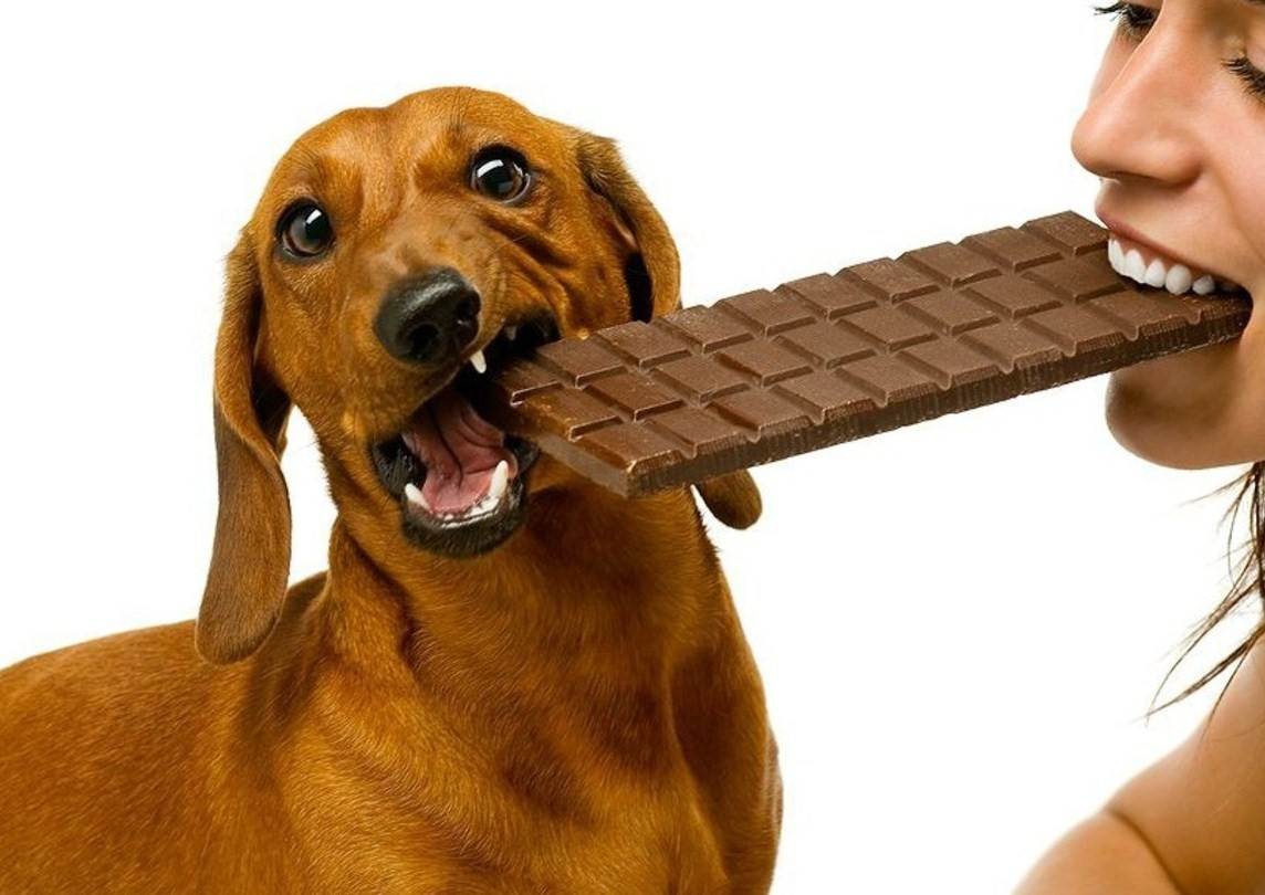 Почему собакам нельзя давать шоколад