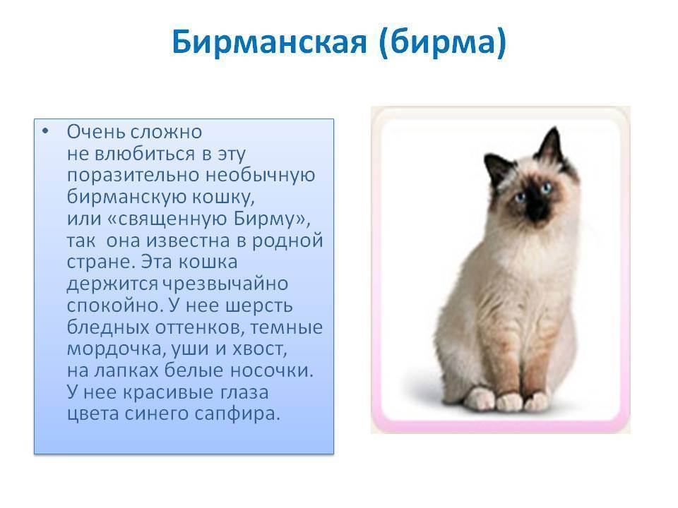 Бирманская кошка: фото, описание, характер, цена кошки, отзывы ✔