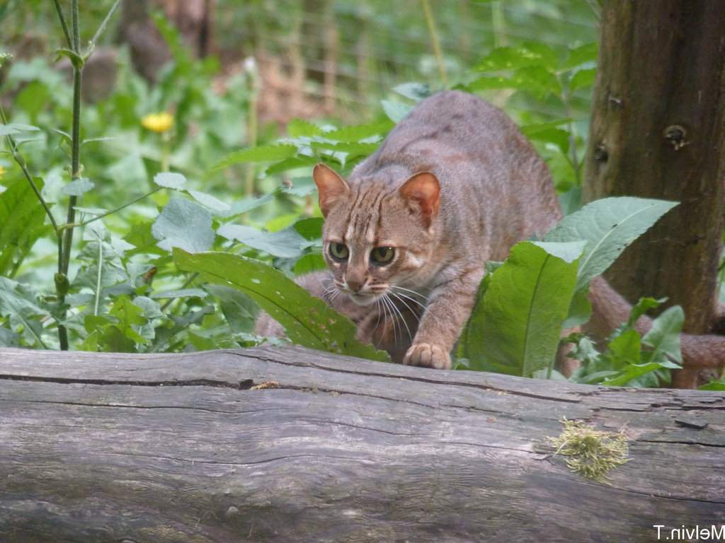 Ржавая кошка – самый мелкий хищник семейства кошачьих