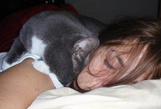 Сколько спят кошки (часов в сутки): описание нормы сна для взрослой кошки и котят