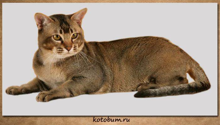 Азиатская табби: описание породы кошек, фото, стандарты, характер и поведение