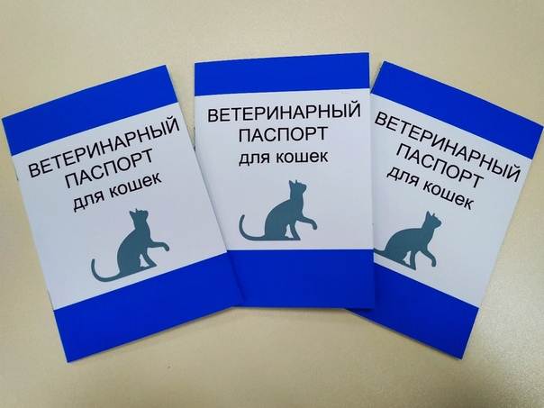 Ветеринарный паспорт для кошки: как сделать, сколько стоит, международный, как заполнить