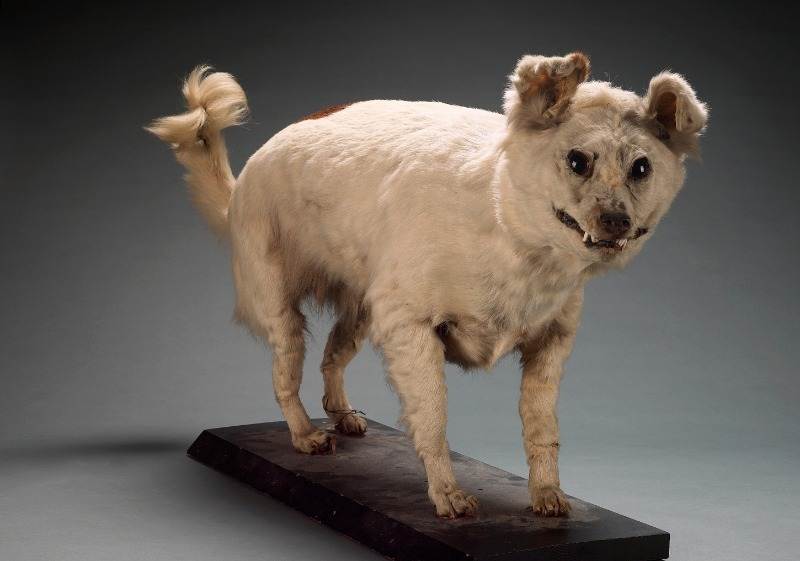 Список вымерших пород собак - list of extinct dog breeds - abcdef.wiki
