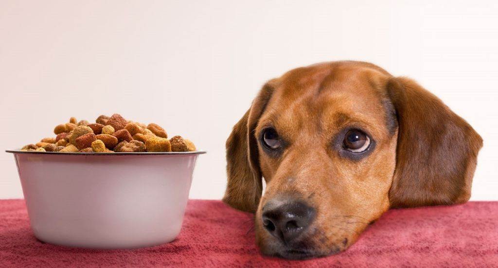 Как приучить собаку к сухому корму: основные правила перехода на «сушку»