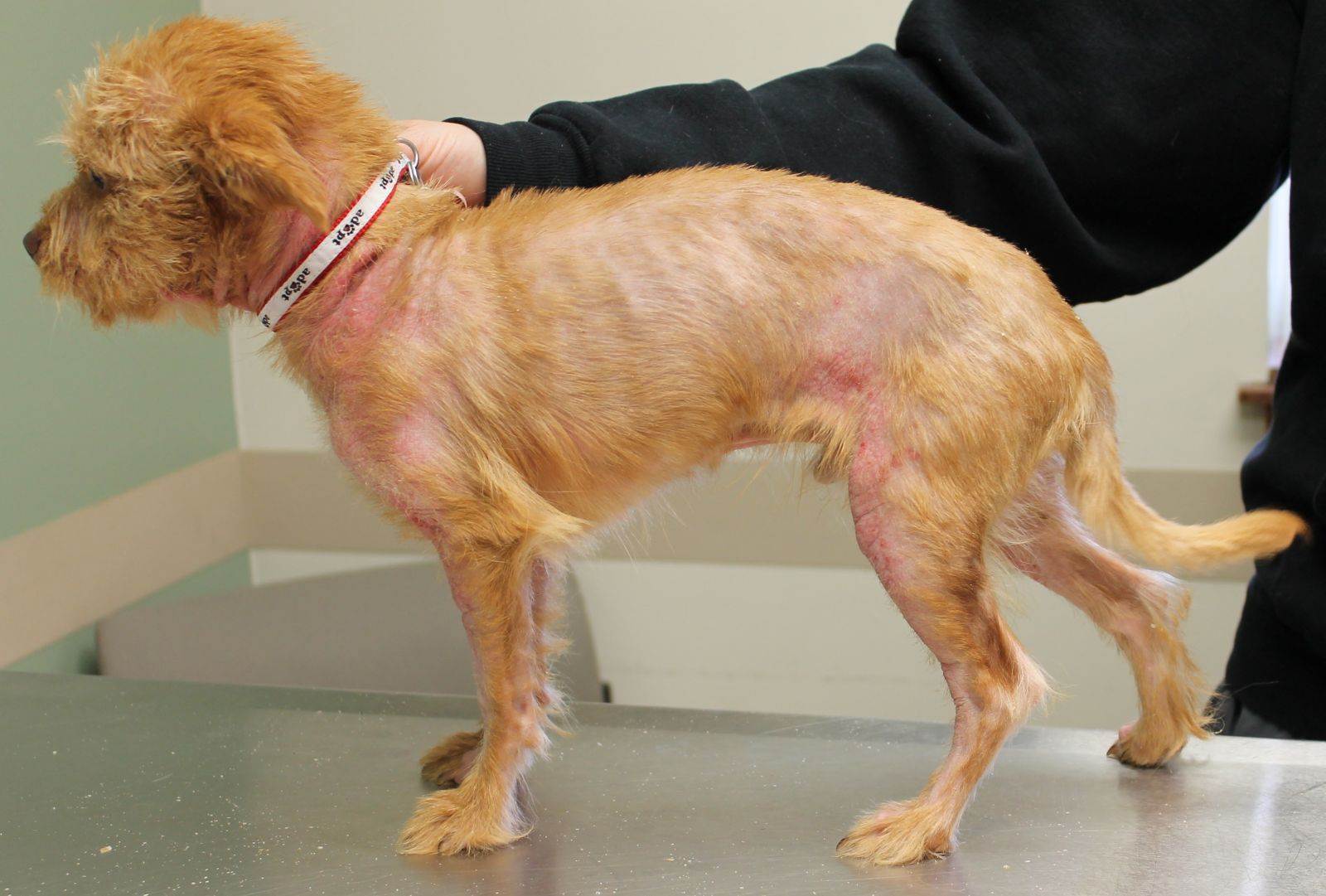 Себорея у собак фото и лечение