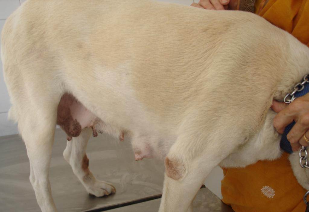 Опухоль молочной железы у собаки (рак): диагностика и как лечить, сколько с этим живут - kotiko.ru