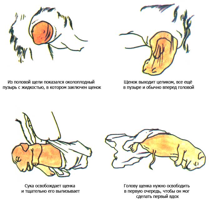 Беременность у собак: сроки, признаки и симптомы, уход - разведение