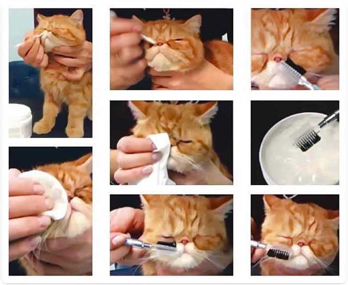 Чем промыть глаза котенку: какими средствами можно пользоваться