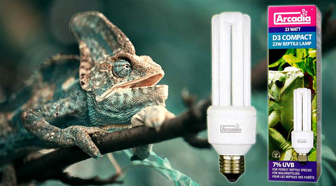 Лампа накаливания для сухопутной черепахи. лампа накаливания для акватеррариума с красноухой черепахой, выбираем источник света и тепла. для разных видов рептилий - отличные показатели ультрафиолетово