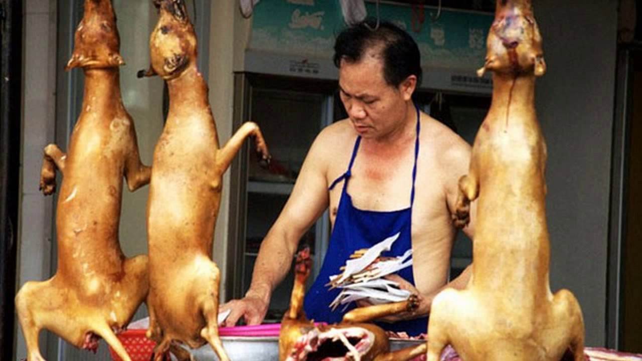 Едят ли китайцы кошек. cтатья: китайцы, которые едят кошек - взгляд на страну с точки зрения исследователя китаеведа.