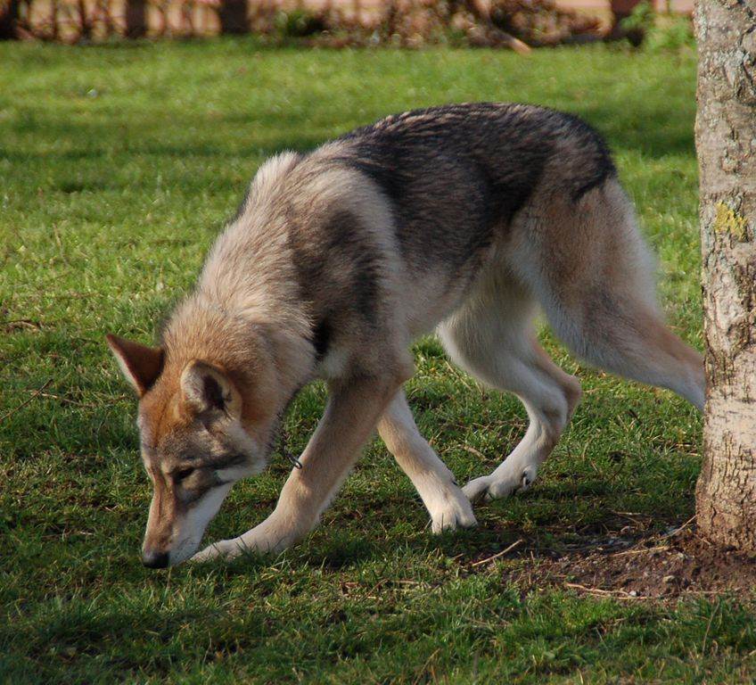 Инуит собака. описание, особенности, содержание и цена породы инуит