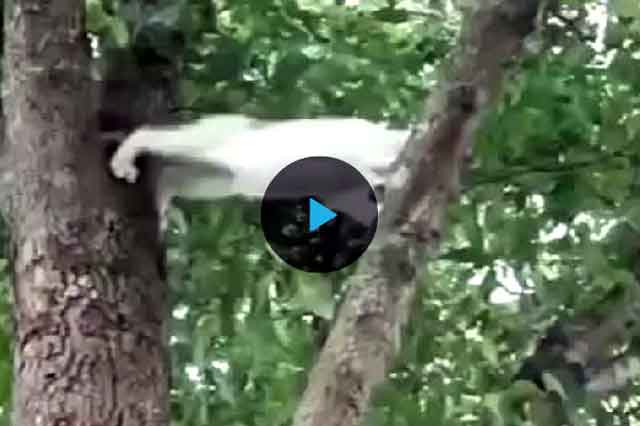 Как снять кошку с дерева: советы и рекомендации