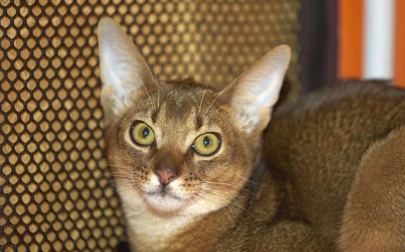 Кот чаус или камышовый кот: дикий или домашний?