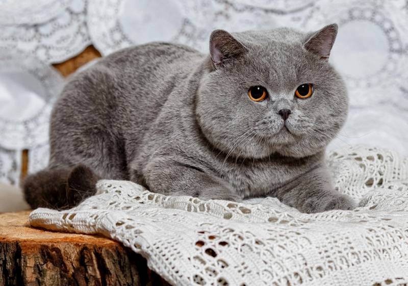 Британская кошка: описание, чем отличается, чем кормить, содержание