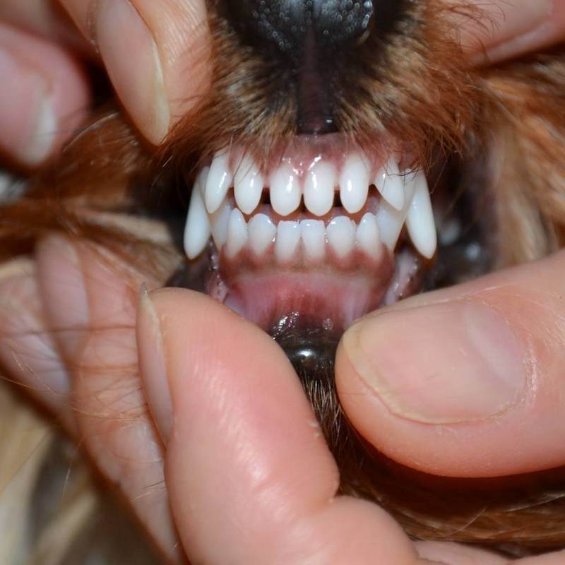 Смена зубов у собак карликовых пород | блог ветклиники "беланта"