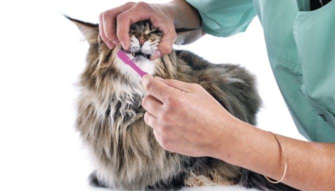 Как чистить зубы кошке и коту | как почистить в домашних условиях