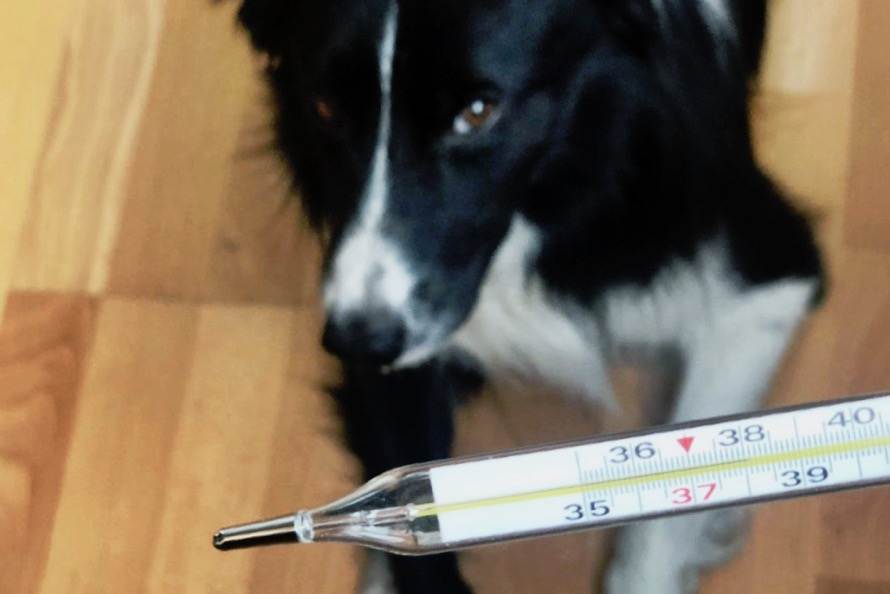Как измерить температуру собаке в домашних условиях
