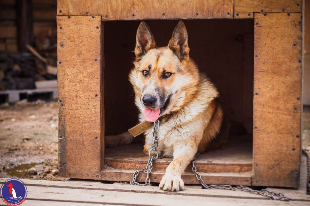 Сторожевые породы собак для охраны частного дома и квартиры — фото и описание, советы по выбору
