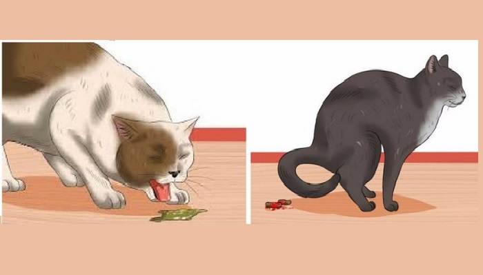 Причины кровавого поноса у кота