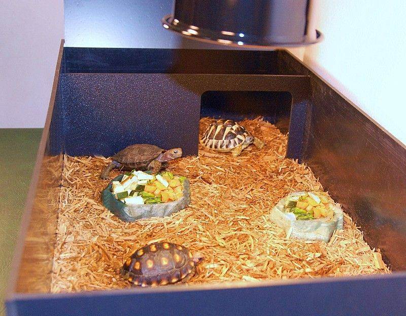 Террариум для красноухих черепах - как  сделать своими руками :: syl.ru