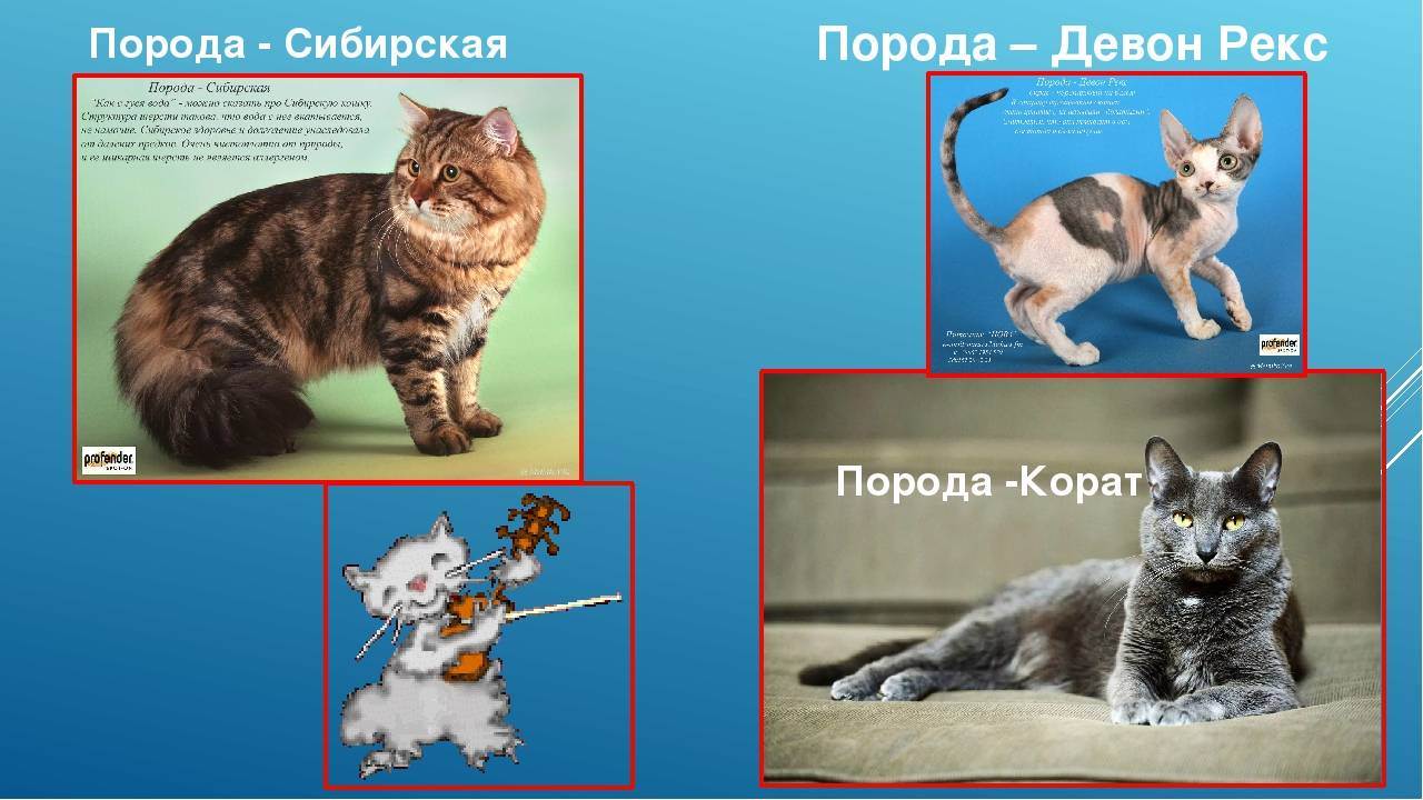 Как выбрать породу кошки: советы и рекомендации