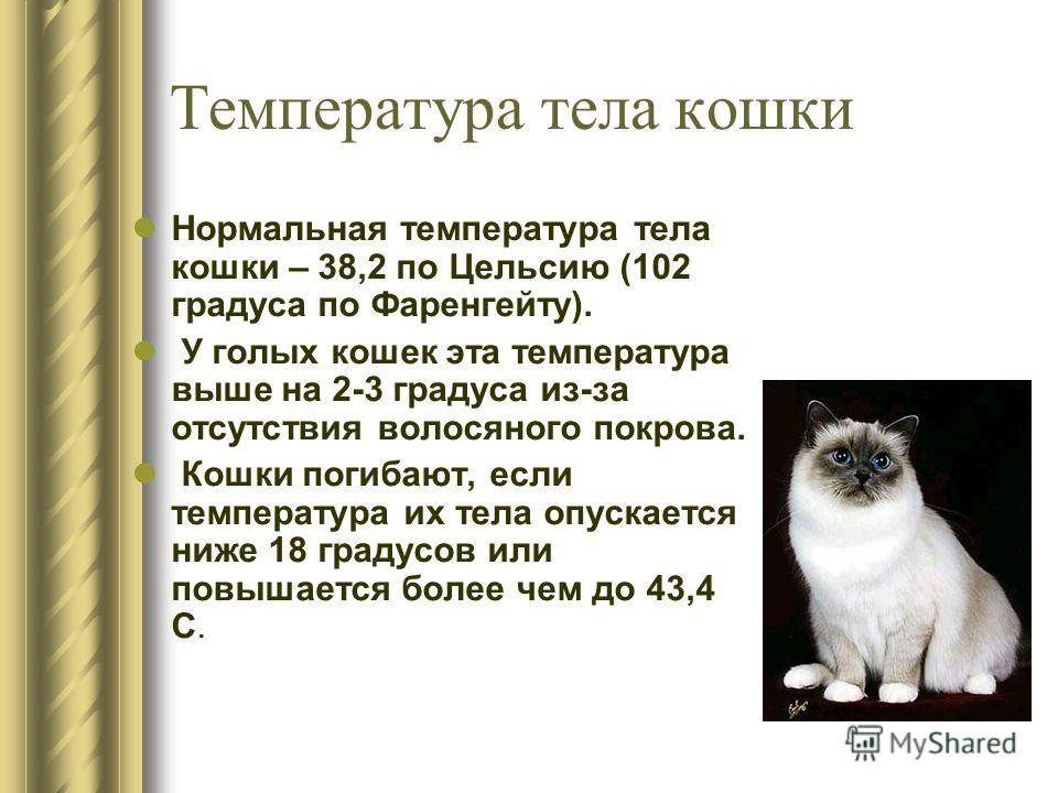 Температура у кошек: нормальные показатели и отклонения
