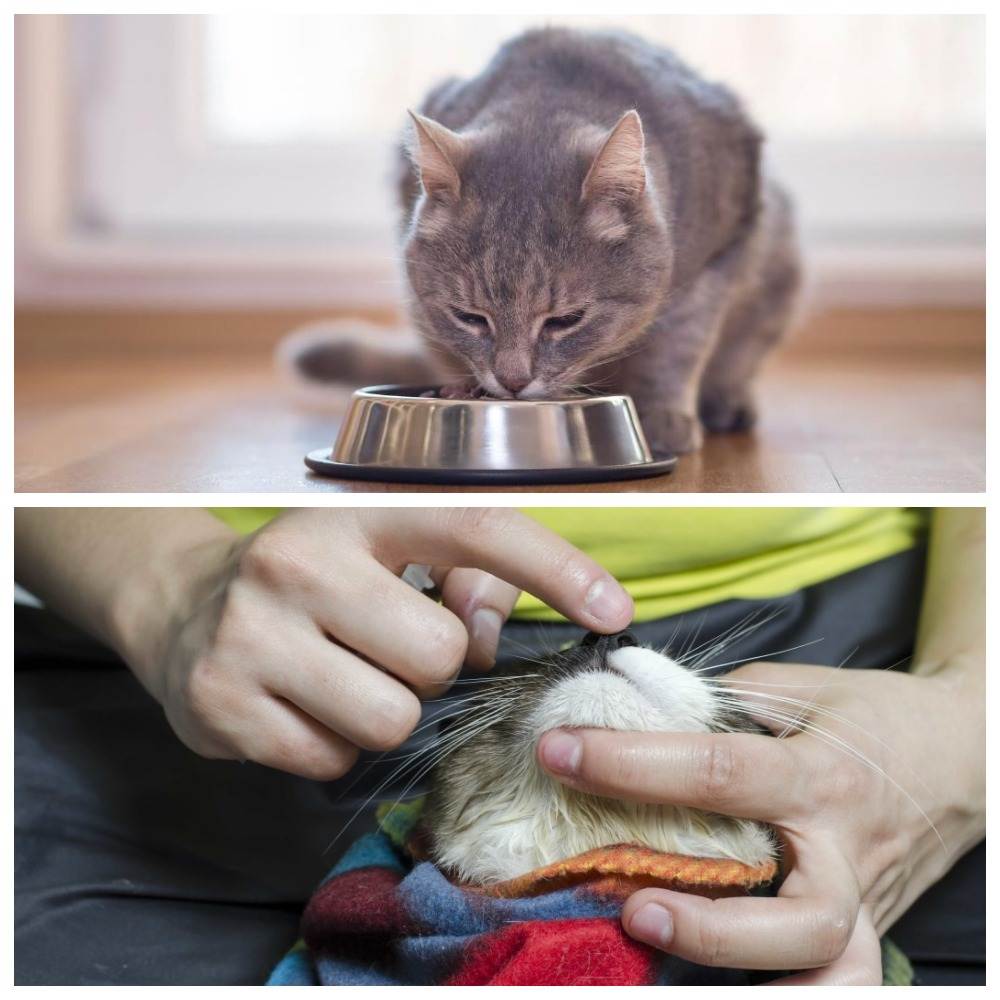 Как дать таблетку кошке (фото + видео): безопасные способы и рекомендации ветеринаров