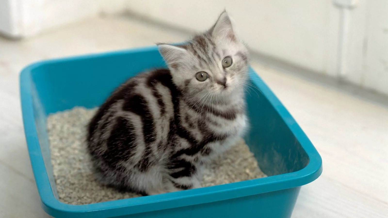 Как приучить котенка к дому. Лоток для котят. Лоток для котят маленький. Кот в лотке. Приучить котенка к лотку.