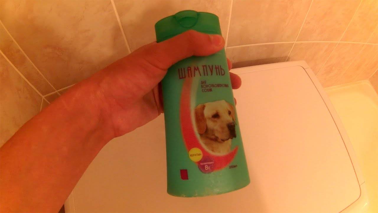 Можно ли купать домашних крыс и как это сделать: чем помыть, какой шампунь использовать