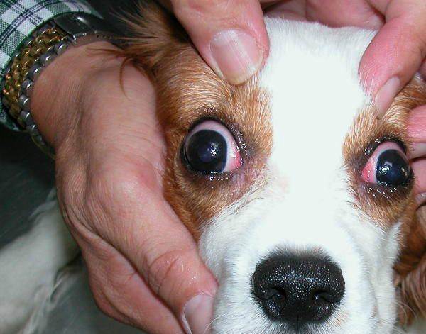 У собаки текут глаза: что делать и причины