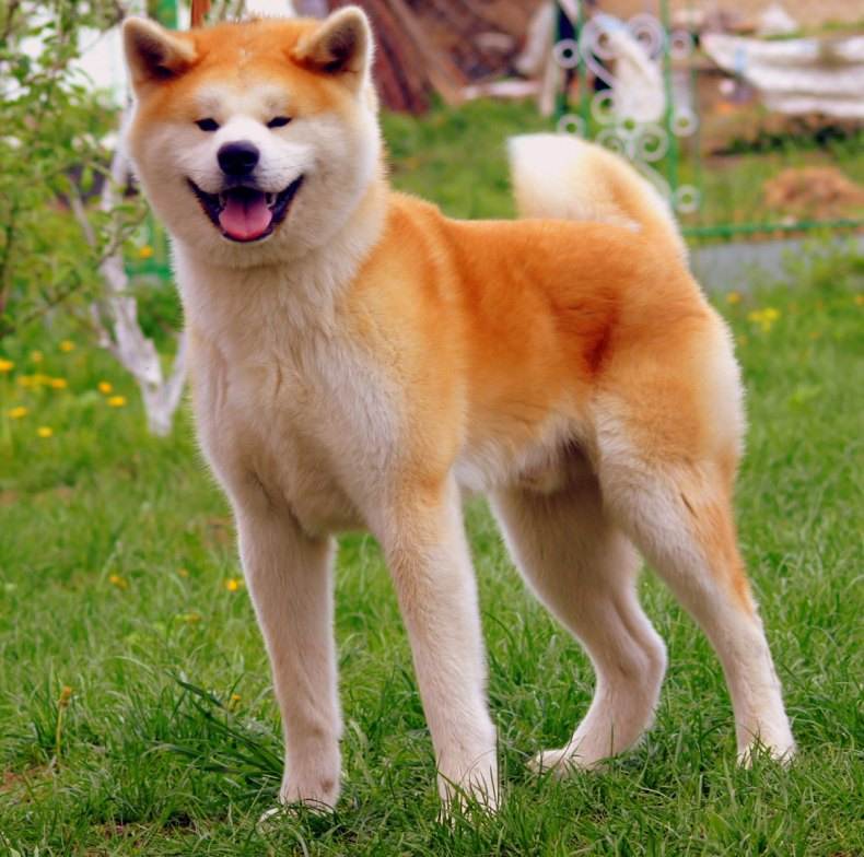 Акита-ину: описание породы собак