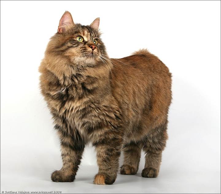 Кошка карельский бобтейл: особенности породы и ухода за животным, черты характера и внешнее описание