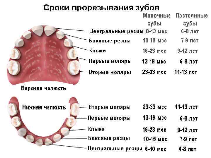 Передние и задние зубы какие