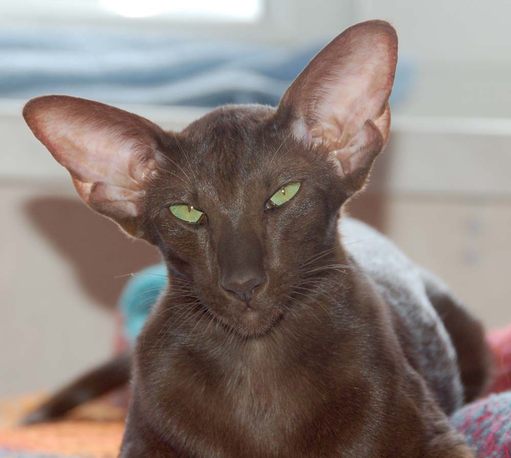 Породы кошек с большими ушами: фото и факты | сайт «мурло»
