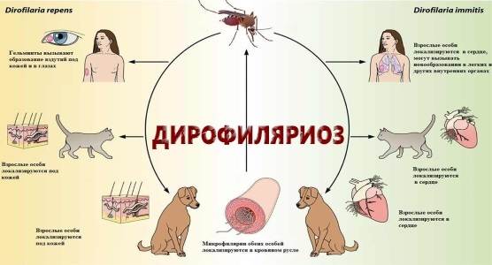Дирофиляриоз у собак. диагностика и его профилактика