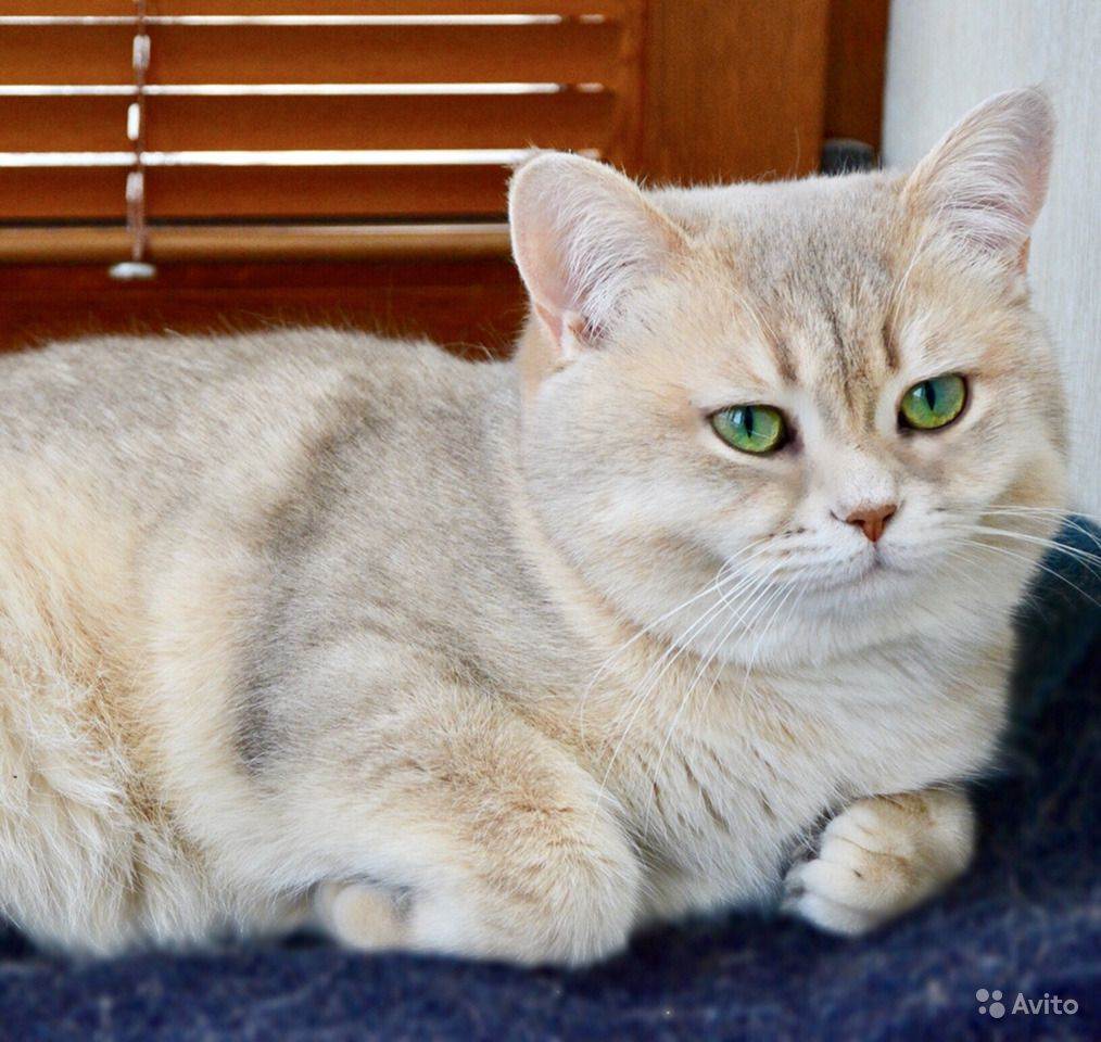 Британская шиншилла - порода кошки характер - окружающий мир вокруг нас