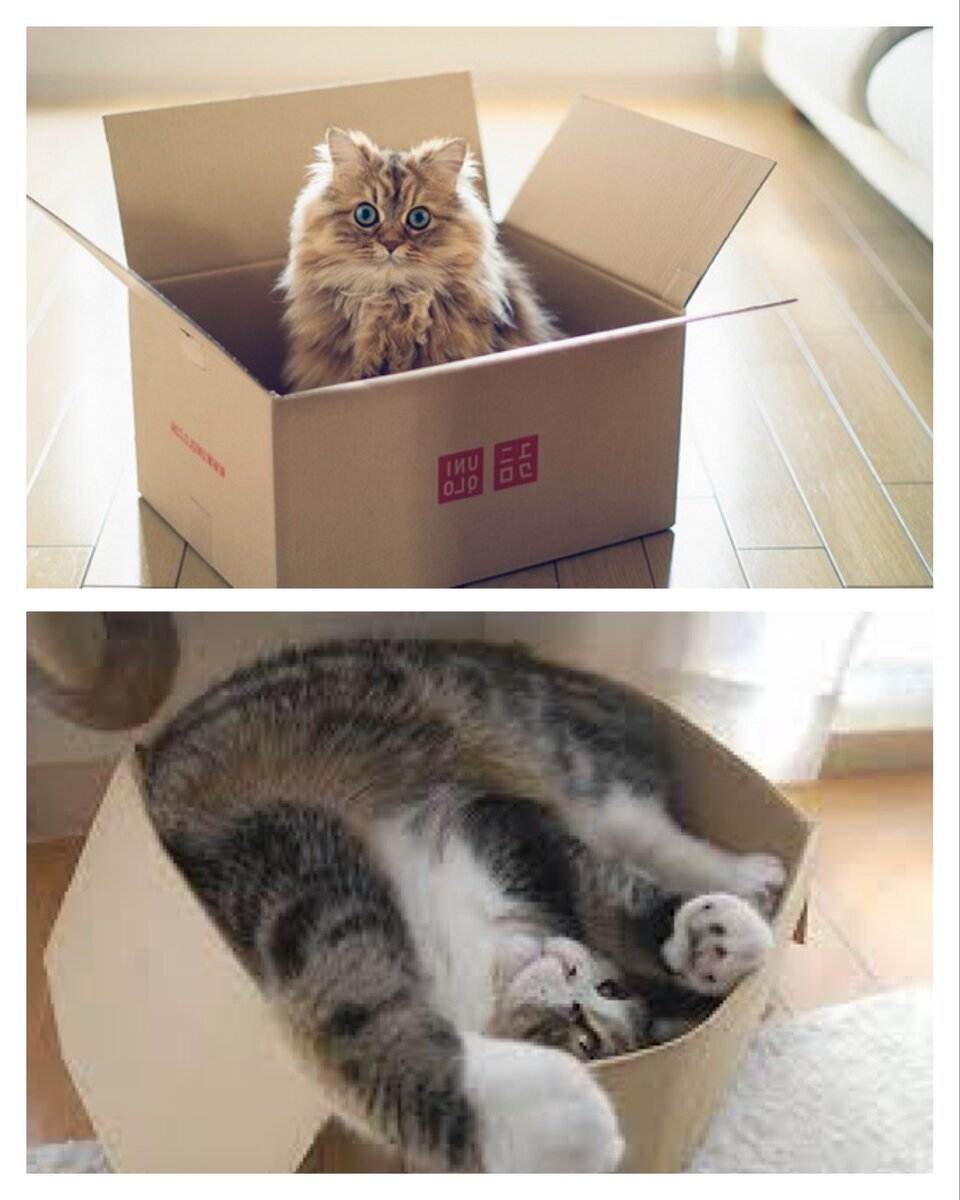 Почему кошки любят коробки: причины, фото и видео