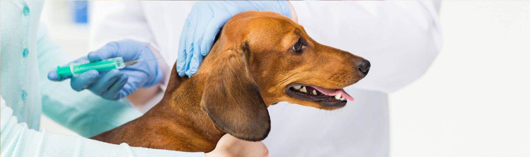 Первая прививка щенку + таблица прививок собакам по возрасту