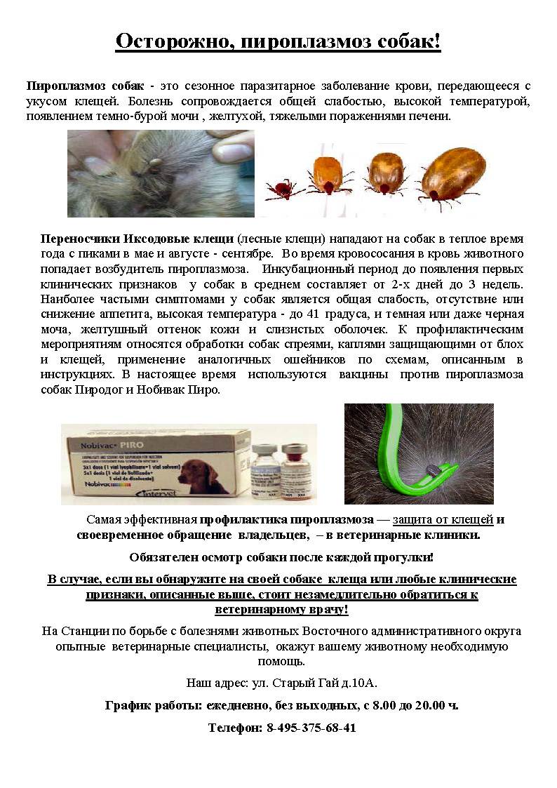 Пироплазмоз у кошек: симптомы и лечение болезни