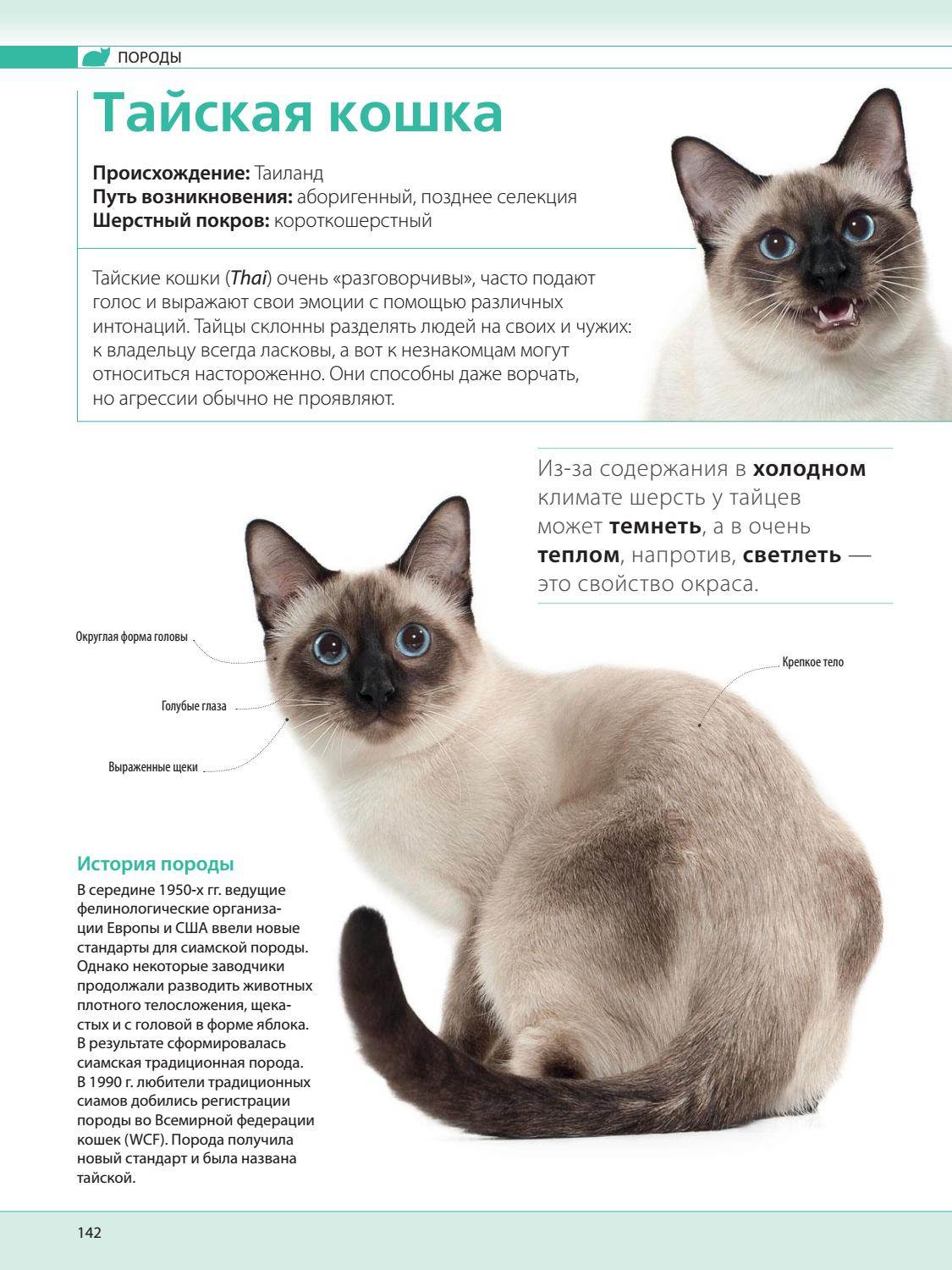 Сиамская кошка: условия для содержания и описание характера