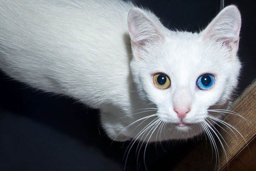 Топ 6 пород кошек с серым или голубым окрасом шерсти — названия, описание и фото