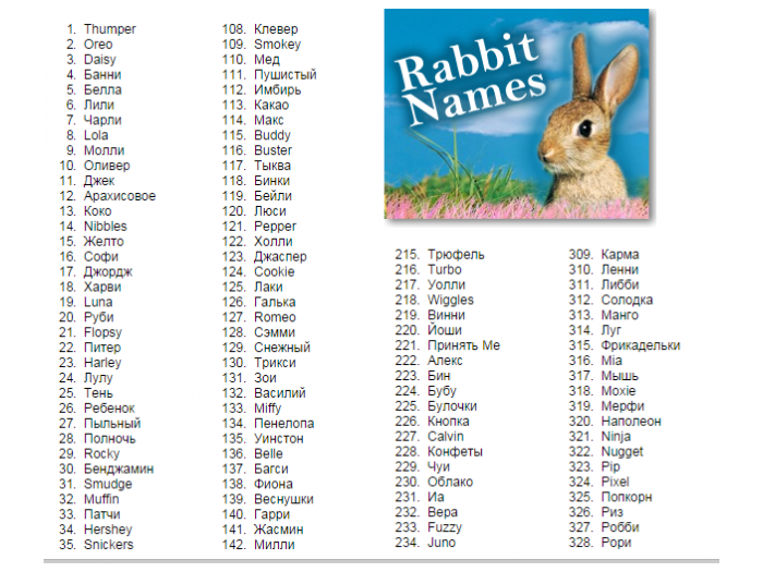 Как назвать кролика девочку и мальчика, самые популярные клички