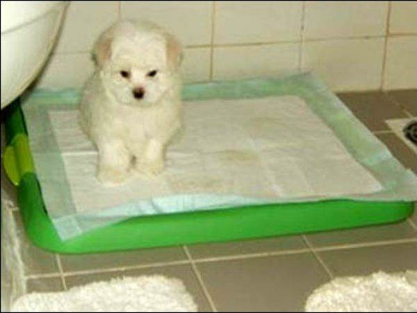 Как собаку приучить к туалету на пеленку