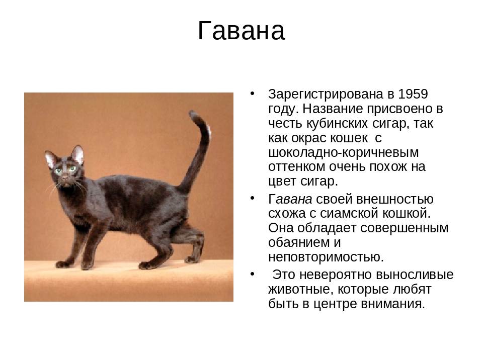 Кот ликой: описание породы, характер, здоровье