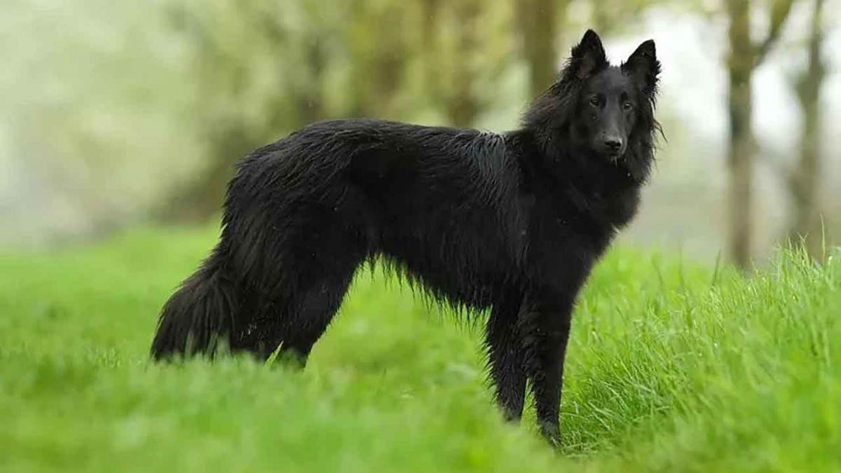 Бельгийская овчарка (англ. belgian sheepdog) - все 4 типа породы, с фото и описанием
