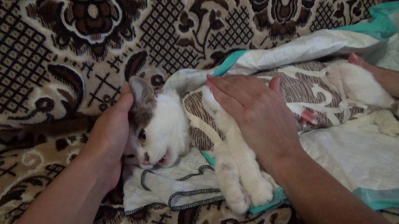 Сколько отходят кошки от наркоза после стерилизации, как помочь животному? - animallist.ru